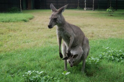 Kangaroos communicate with keepers to ask for help: Study