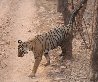 Lucknow Zoos' oldest tigress bids adieu