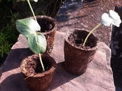 Lucknow's new initiative: Flower pots from cow dung