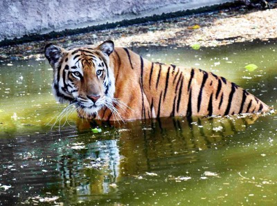 Man-animal conflict: Telangana seeks NTCA help to deal with tigers