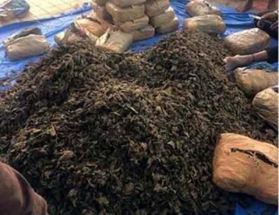 More than 1292 quintal ganja seized in Odisha this year