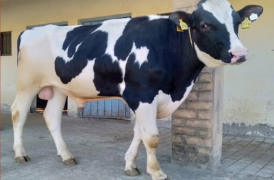 Punjab gets Holstein Friesian breed bulls to enhance germ plasm