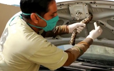 Python inside car's bonnet shocks family in Agra