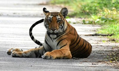 Re-wilding big prey animals help restoring tiger habitat: Study