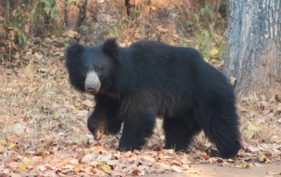 Two sloth bears rescued from well in Telangana