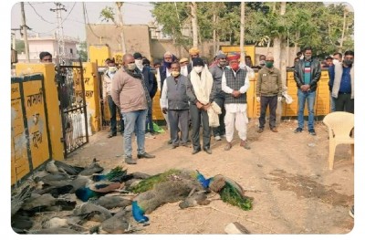 After 100 crows, peacocks other birds found dead in Nagaur