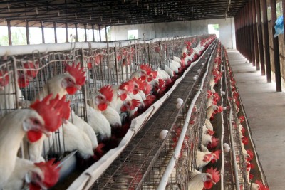 Avian influenza: Punjab bans import of live poulty birds