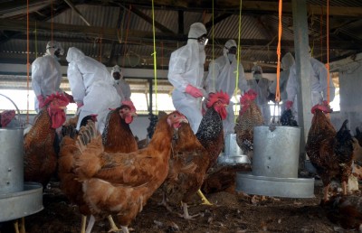 Bird flu scare grips Bihar