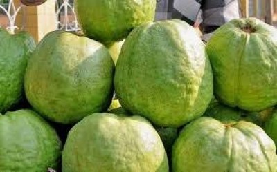 CISH team to probe poor yield of guava in UP