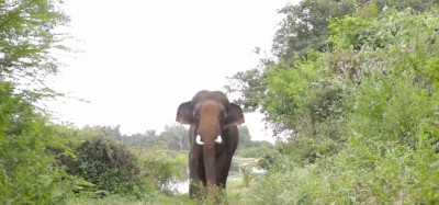 Elephant fed alcohol forcefully; rescued, brought to Agra