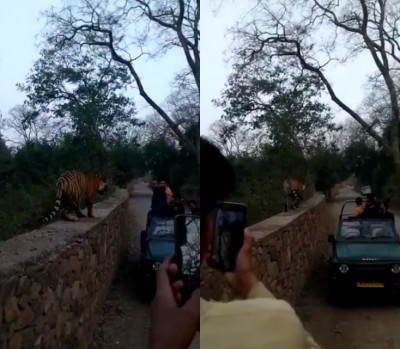 Excited tourists react as tiger walks along their vehicle