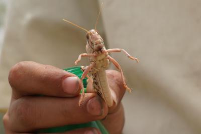 FAO warns of renewed desert locust invasion in Kenya, Ethiopia