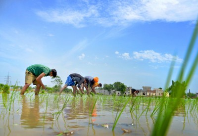 Fortified rice to fight malnutrition in UP