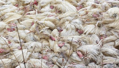 Ghazipur traders concerned over bird flu, fear losing revenue