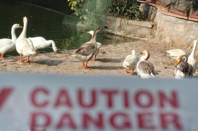 Gurugram administration issues advisory amid spread of bird flu
