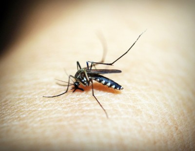 Higher mosquito blood meals increase malaria transmission