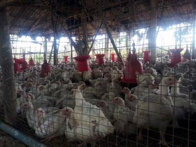 Iraq reports bird flu outbreak