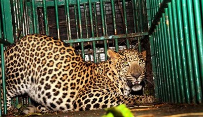 Leopard carcass found in UP district