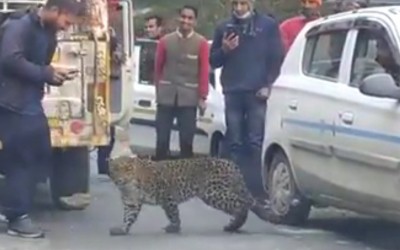 Leopard 'plays' with motorists in Himachal, raises concern