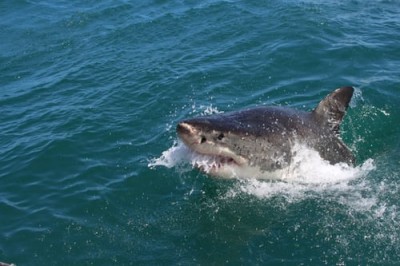 NZ woman killed in suspected shark attack