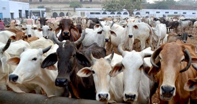 People must purchase 'panchagavya' products to save cows: K'taka minister