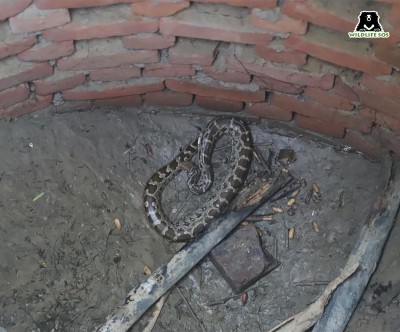 Python rescued from air force septic tank in Agra