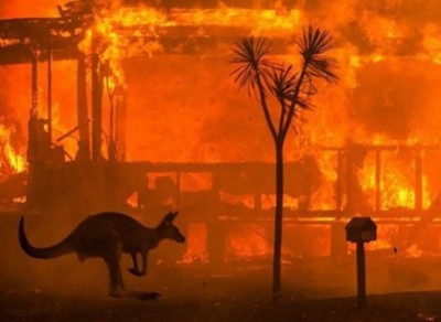 Study finds massive doubts over Aus forests' ability to recover from bushfires