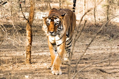 WB polls: Sena 'tiger' to take on Royal Bengal Tigress
