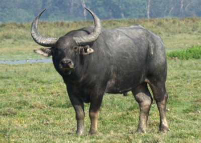 Wild buffalo shot dead after it killed two people in Assam