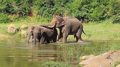 Wild elephants kill pet pachyderm in Jharkhand