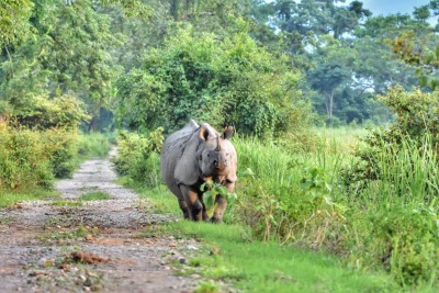 Rhino kills farmer in Kaziranga National Park