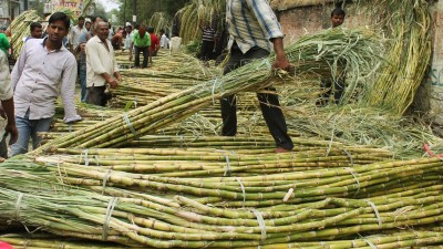 'Addressing sugarcane farmers' concern to help party'