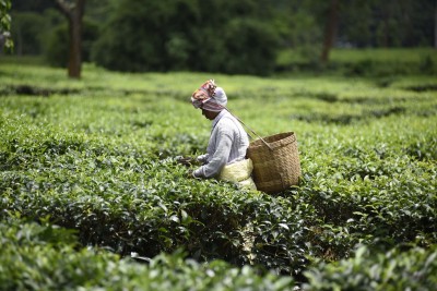 Ahead of polls, BJP hikes daily wages of tea garden workers in Assam