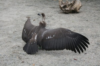 Bangladesh first to ban all known vulture-toxic drugs