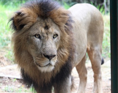 Bengaluru zoo gifts 3 lions to Belagavi zoo