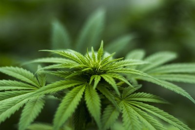 Cannabis therapy may reduce BP in older adults