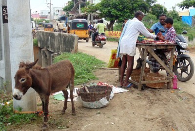 Donkey meat consumption in AP rising as 'aphrodisiac, healer'