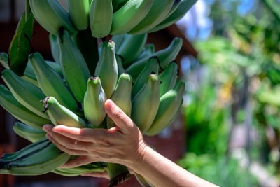 Farmers discuss new techniques to improve banana cultivation