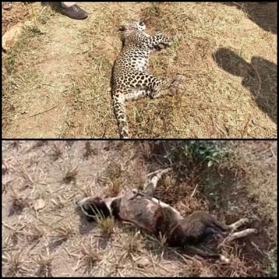 Leopard, dog fight to the death in Karnataka