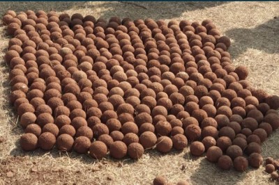Maha: 406 Chhatrapati-era cannonballs dug up in Pavangad Fort