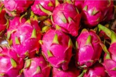Now a dragon fruit festival in UP