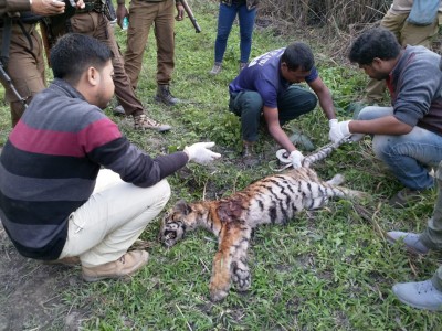 Tiger cub found dead in Kaziranga National Park