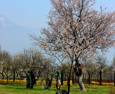 Warmer days usher in signs of early spring in Kashmir
