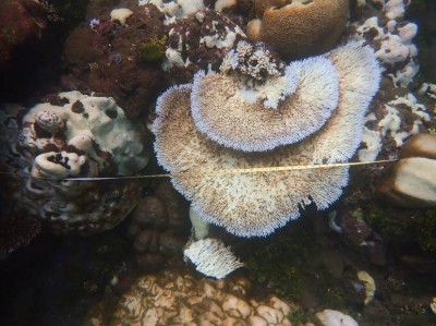 Coral reefs in Solomon Islands hit by bleaching