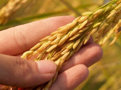 Haryana to start wheat procurement from April 1