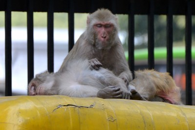 Karnataka to adopt Himachal model to tackle monkey menace