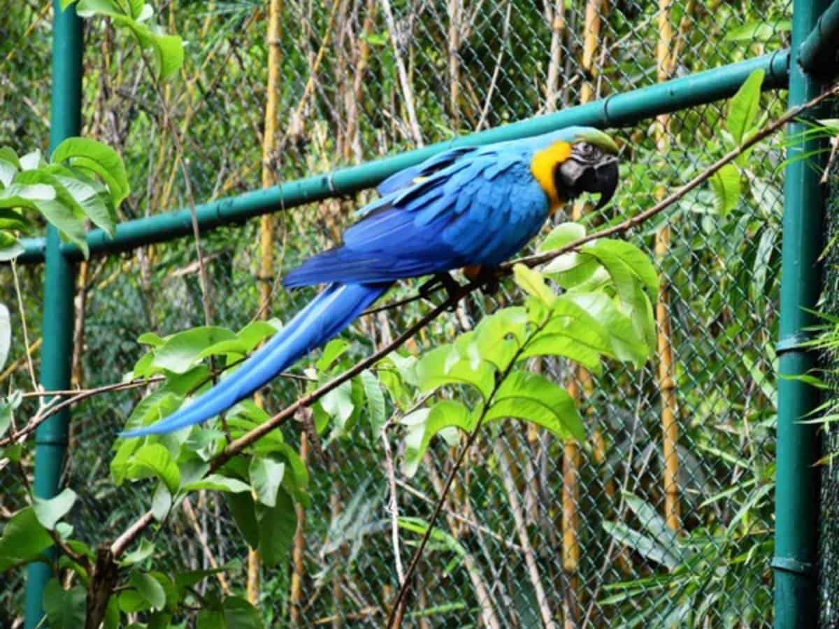 Man adopts Macaw at Hyderabad's Nehru Zoological Park
