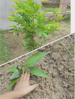 Nutritional plants to be included in tree plantation drive in UP