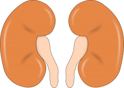 'Punarnava therapy' helps reduce pathological damage of kidneys: Study