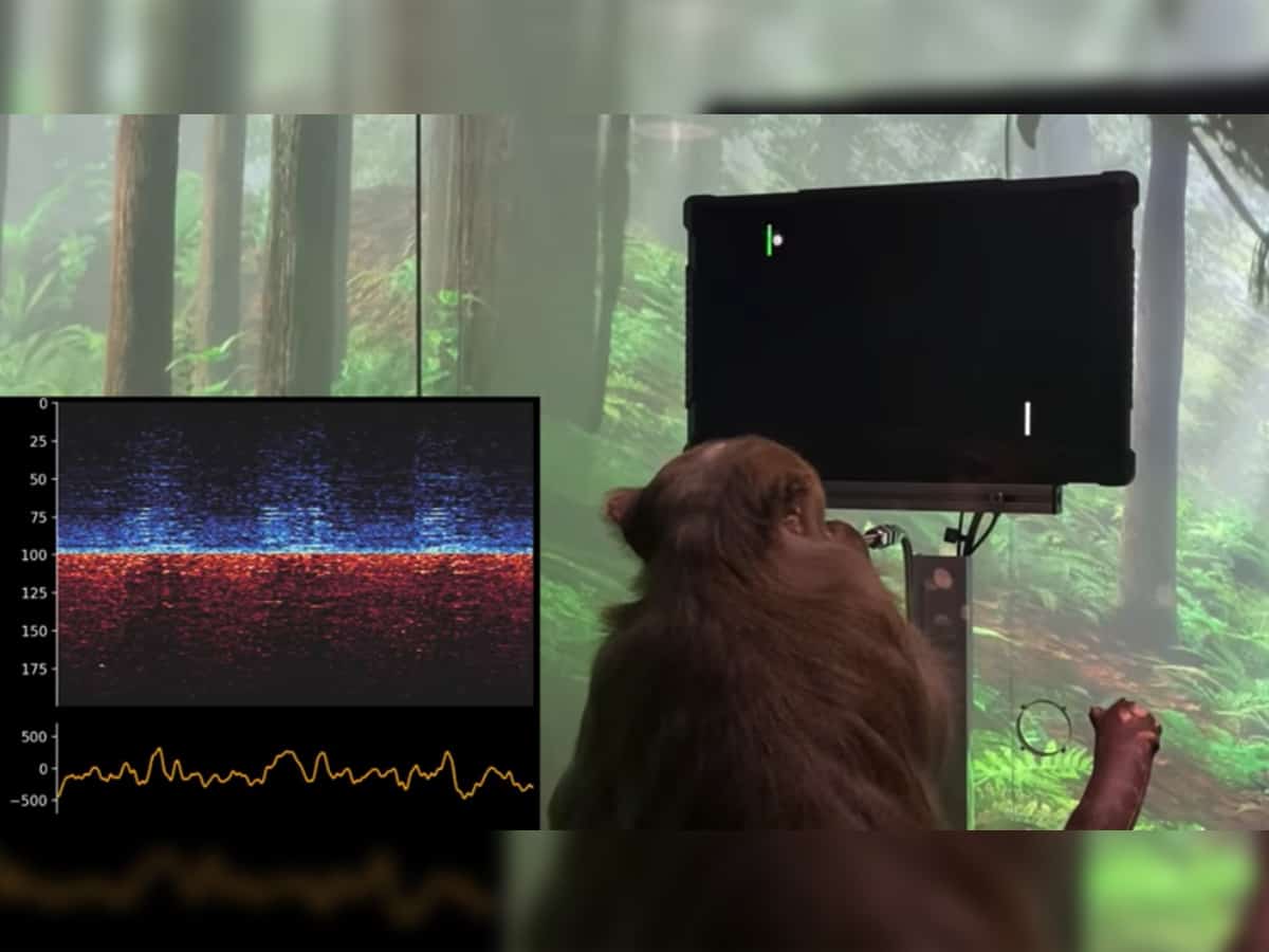 Musk's Neuralink shows how monkey plays Pong with his mind